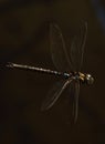 Paddle Tailed Darner - Aeshna palmata