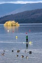 Paddleboarder, buoys, Canada Geese, Windermere