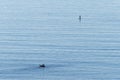 Paddleboarder and cormorants Royalty Free Stock Photo