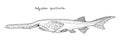 Paddlefish. Hand drawn black outline realistic illustration