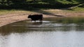 Paddling Galloway cow, Bisonbaai near Nijmegen