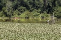 Paddling past egret in aquatic garden