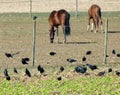 Paddock with 2 brown grazing horses and ravens