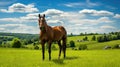 paddock equine farm