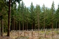 Paddock in forest Royalty Free Stock Photo