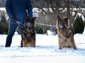 Paddock guard dogs, sheep dogs. Winter, snow Royalty Free Stock Photo