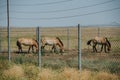 Paddock with small wild horses of ancient undomesticated lineage pasturing