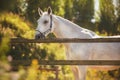 In a paddock with a wooden fence against a background of green leaves stands a white horse with a halter on its muzzle, which is
