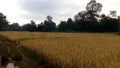 BEAUTIFUL VIEW INDIAN RICE FIELD