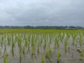 Paddy being freshly planted in a field. Royalty Free Stock Photo