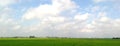 Paddy crops field green plants clouds