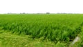 Paddy crops field with weeding side