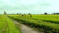 Paddy crops field young rice plants near canal