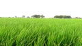 Paddy crops field young rice plants near village