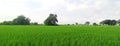 Paddy crops field young rice plants and trees