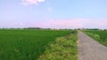 Paddy crops green field close up