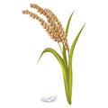 Paddy Ears with Rice Grain Pile on White Poster