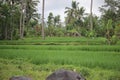 Paddy farm Rice agriculture growth countryside Probolinggo Indonesia