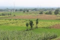 Paddy farm Rice agriculture growth countryside Probolinggo Indonesia