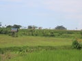 Paddy farm Rice agriculture growth countryside Probolinggo Indonesia