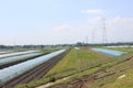 Paddy farm Rice agriculture growth countryside Probolinggo Indonesia