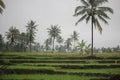 Paddy farm Rice agriculture growth countryside Probolinggo Indonesia