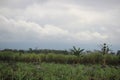 Paddy farm Rice agriculture growth countryside Probolinggo Indonesia