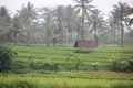 Paddy farm Rice agriculture growth countryside Probolinggo Indonesia