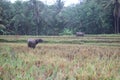 Paddy farm Rice agriculture growth countryside Probolinggo Indonesia