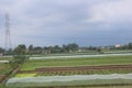 Paddy farm Rice agriculture growth countryside Probolinggo Indonesia