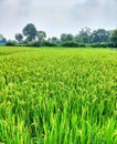 Paddy farming dhan ???