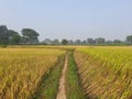 Paddy farming of India.Ready paddy crop. Most popular Grain of India.
