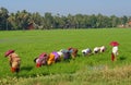 Paddy farming in Kuttanadu, Kerala