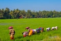 Paddy farming in Kuttanadu, Kerala