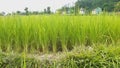 Paddy farming Rice plants