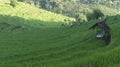 Paddy farming using the terracing method