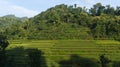 Paddy farming using the terracing method