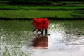 Paddy farming in water logged field