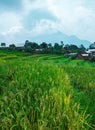 paddy farmland in the corner of the village