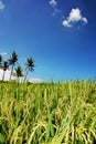 Paddy field