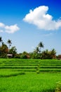 Paddy field