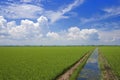 Paddy Field