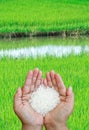 Paddy field Royalty Free Stock Photo