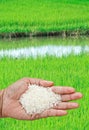 Paddy field Royalty Free Stock Photo