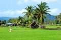 Paddy field