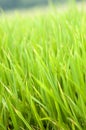 Paddy field Royalty Free Stock Photo
