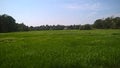 The Paddy field Royalty Free Stock Photo