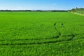 Paddy field in the Albufera in Valencia, Spain Royalty Free Stock Photo