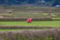 The paddy field of Apatani tribe of Ziro valley. Royalty Free Stock Photo