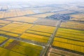 Paddy field in autumn Royalty Free Stock Photo